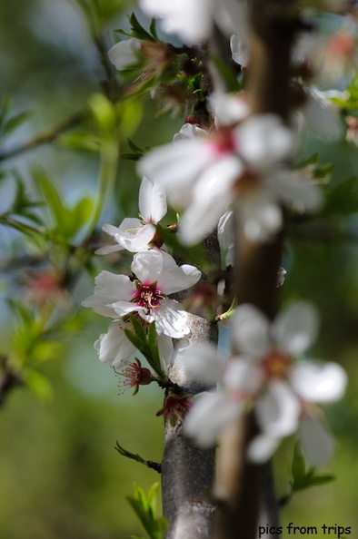 almond tree blossoms2010d10c083.jpg